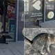 Hit mačka iz Donje Stubice: 'Nisam beskućnik! Samo sam pametna'