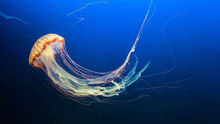 meduza-