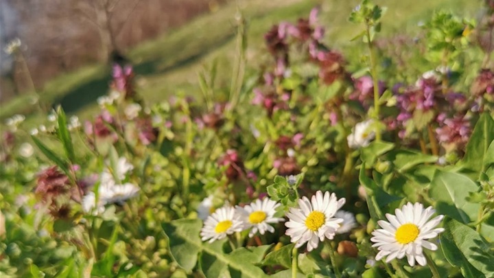 Prognoza - proljeće (4).jpg