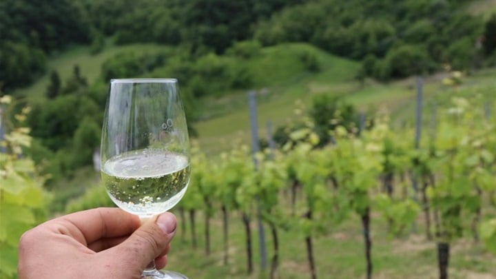 pjenušac vino ilustracija.jpeg