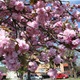 Fotografije iz Donje Stubice: Prava proljetna idila, procvale raskošne krošnje japanske trešnje