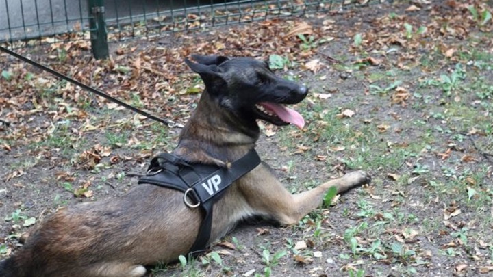 pas vojna policija.jpeg