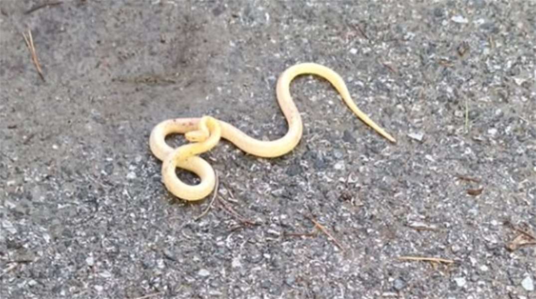 albino zmija