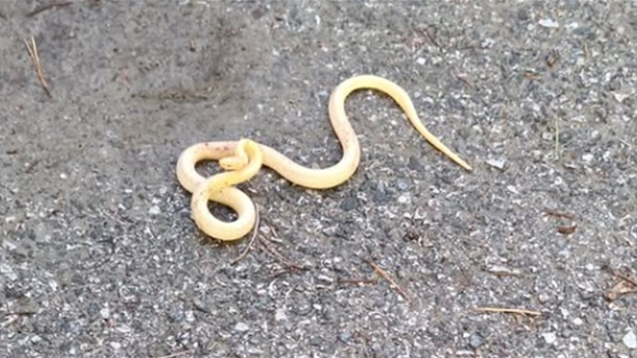 albino zmija