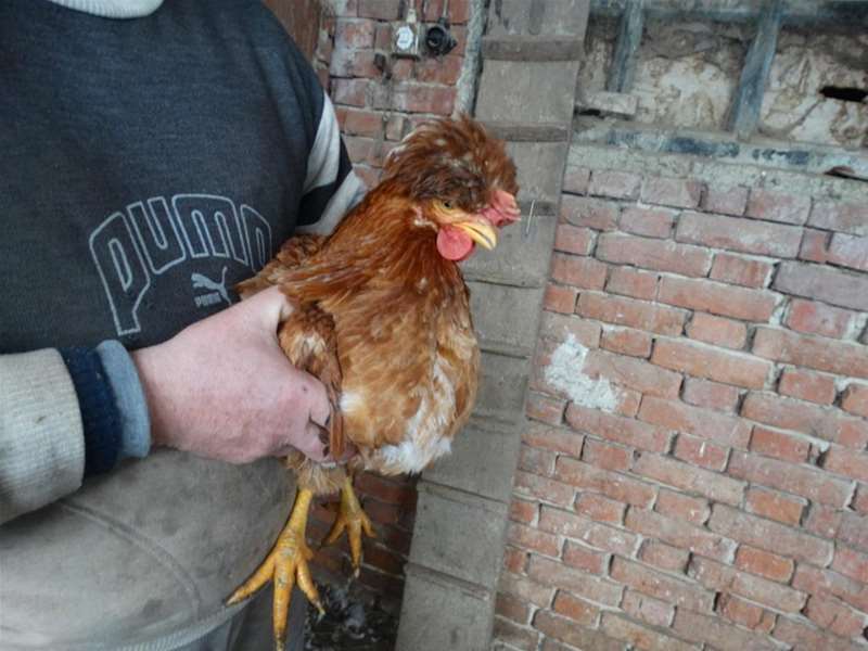 kukmaste kokoši 3.jpg