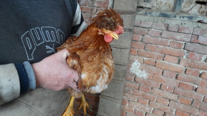 kukmaste kokoši 3.jpg