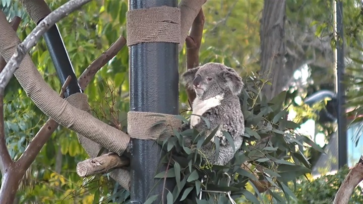 koala live cam zoo