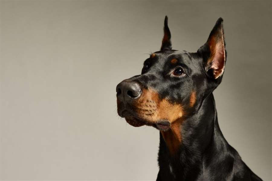 doberman-pinscher-dog-breed-768x512.jpg
