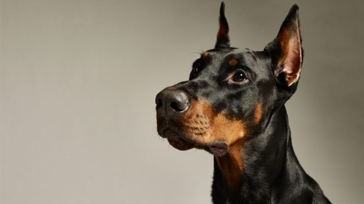 doberman-pinscher-dog-breed-768x512.jpg