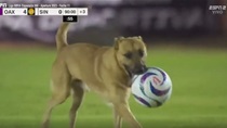 VIDEO: Pas utrčao na utakmicu i pokazao zavidne vještine s loptom