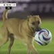 VIDEO: Pas utrčao na utakmicu i pokazao zavidne vještine s loptom