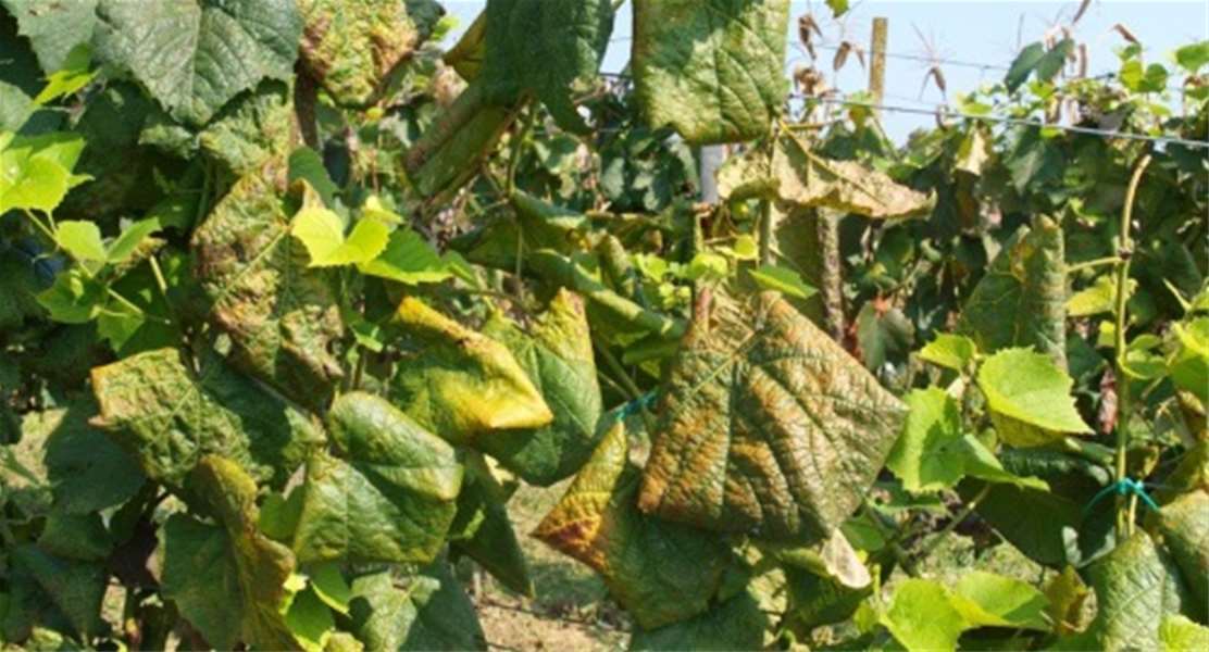 zlatna žutica vinove loze