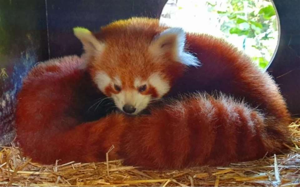 crvena panda.jpg