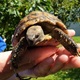 U Pustodolu pronađena kornjača, traži se vlasnik