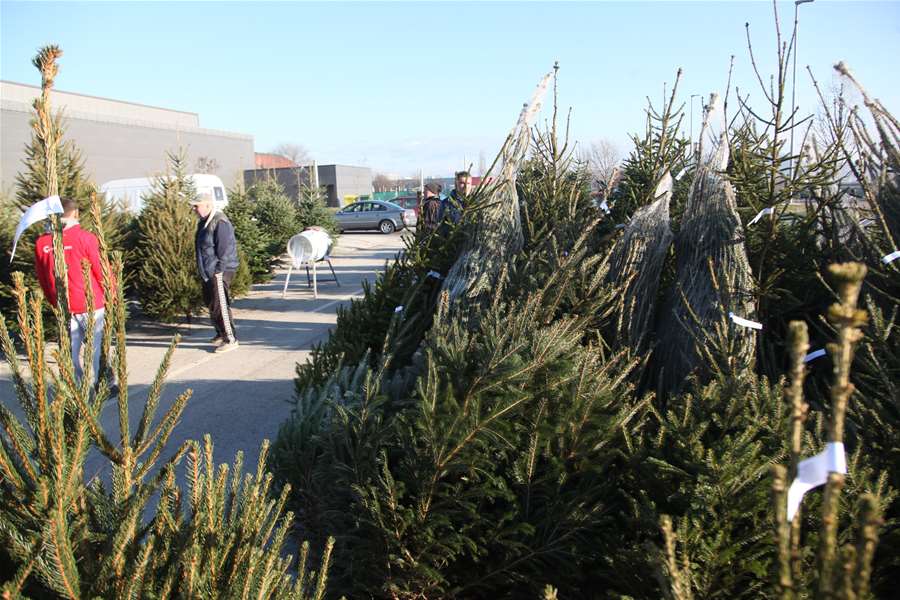 božićna drvca zabok (2).JPG