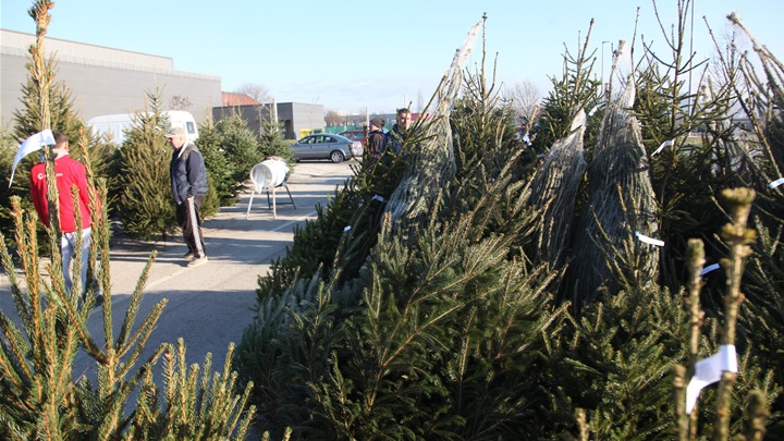 božićna drvca zabok (2).JPG