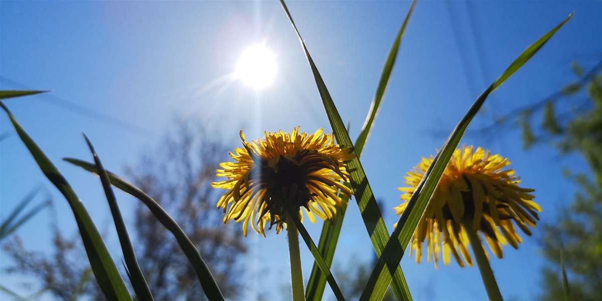 proljeće sunce 2.jpg