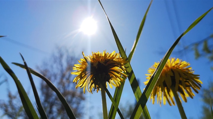 proljeće sunce 2.jpg