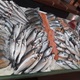 Evo tko je dobitnik škampa za buzaru i miješane bijele koćarske ribe iz Ribarnice 'Škarpun'
