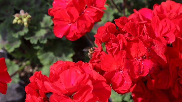 cvijeće i pčela.jpg