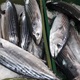 Ponovno prodaja svježe ribe u Stubakima