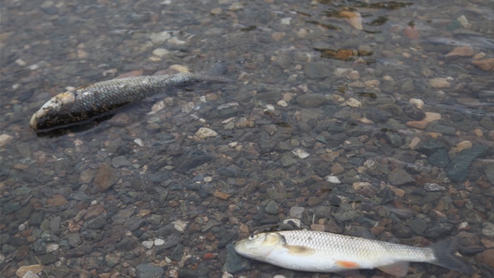 pomor riba stubaki 3.jpg