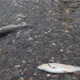 [U TOPLIČINI] Pomor ribe u potoku u Stubakima 