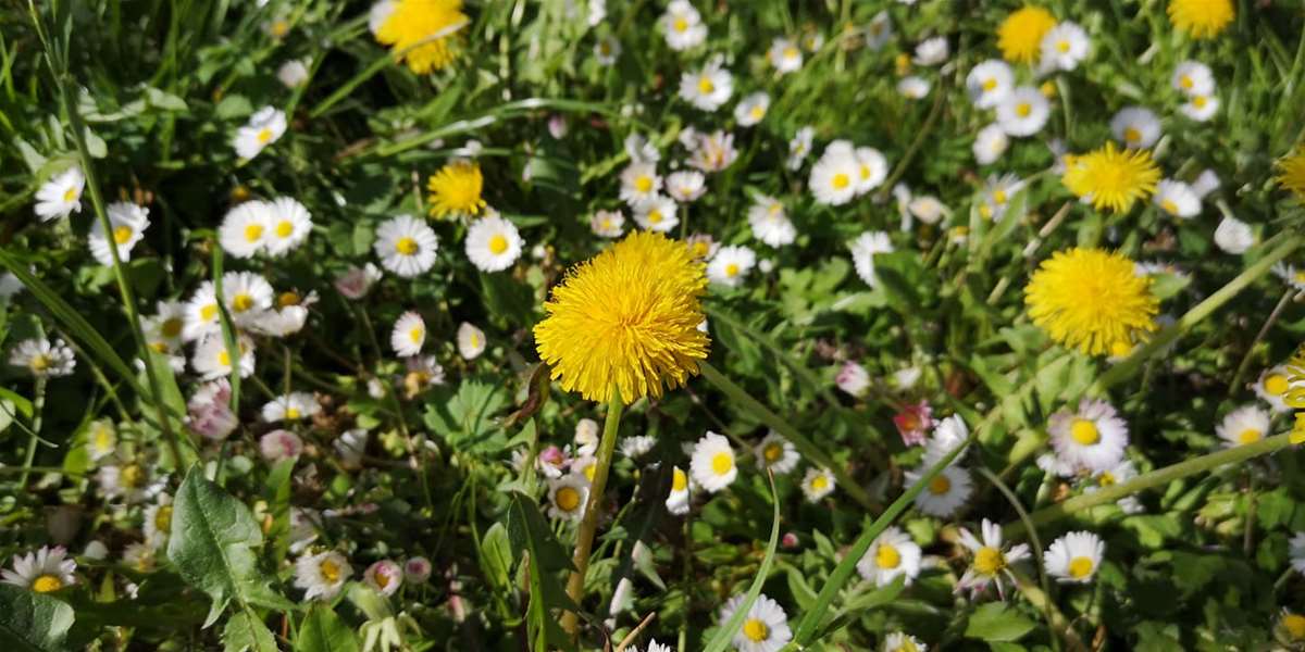 proljeće sunce 3.jpg