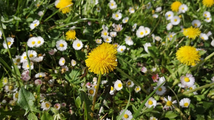 proljeće sunce 3.jpg