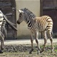 Neodoljivo prugasto pojačanje u zagrebačkom Zoološkom vrtu