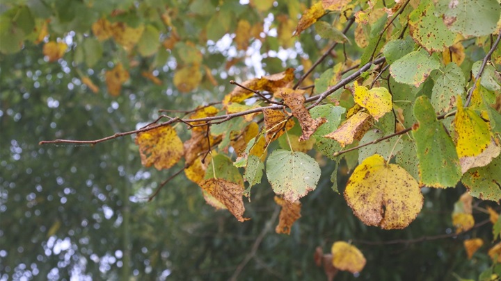 vrijeme jesen (7).jpg