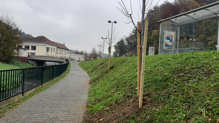 Krapina- drveće (3).jpg