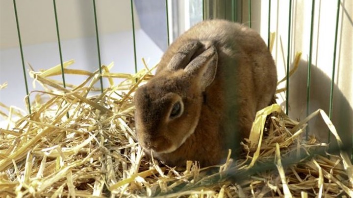 zec male životinje.jpg