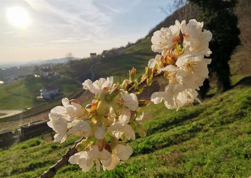 Prognoza - proljeće (3).jpg