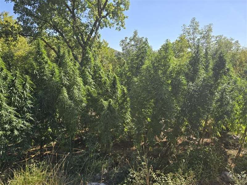 marihuana prgomet 1.jpg