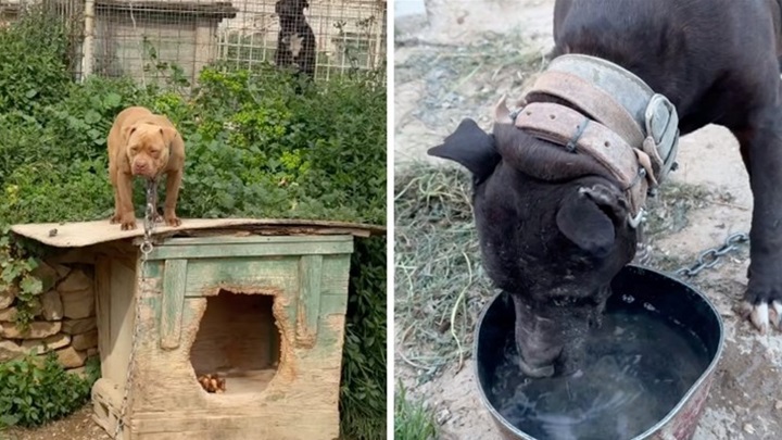 Screenshot Zaklada Bestie.jpg