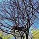 UPRAVO Paraglajder se srušio i pao na stablo, na terenu HGSS i policija