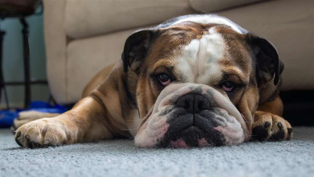 bulldog