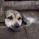 Pokrenuta nacionalna kampanja: Traži se potpuna zabrana držanja pasa na lancu