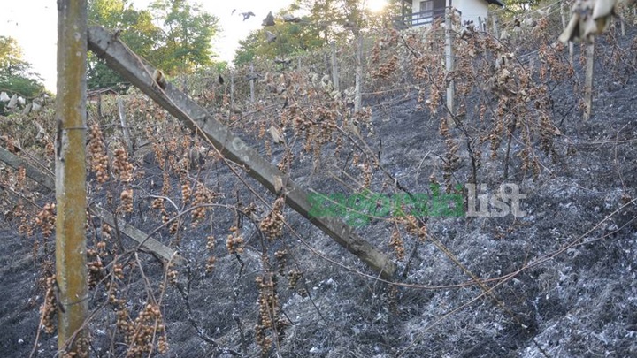 zagorje_izgorjeli_pozar_vinogradi_bedekovcina_22082012_02.jpg