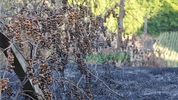 zagorje_izgorjeli_pozar_vinogradi_bedekovcina_22082012_03.jpg