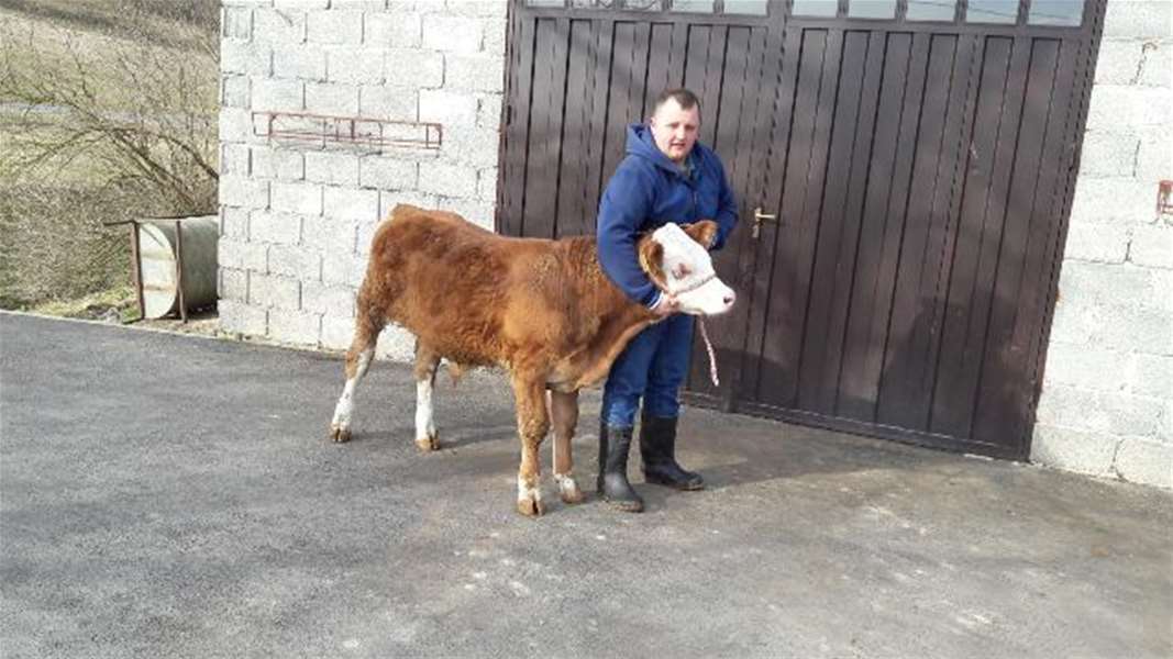Tomislav Štos iz Radakova sa svojim simentalcem