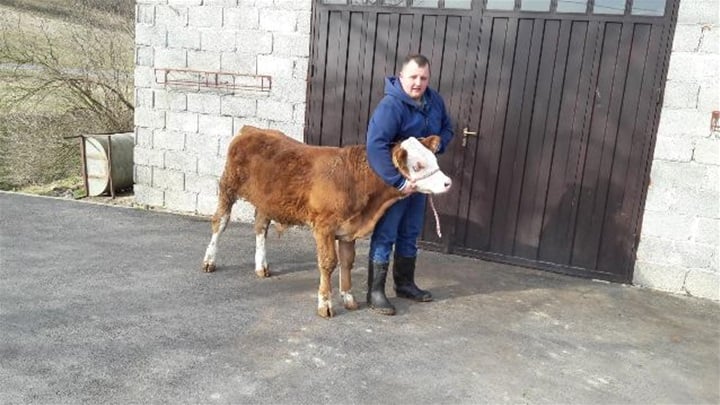 Tomislav Štos iz Radakova sa svojim simentalcem