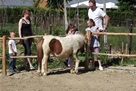 zagorje_pony-centar-veliko_trgoviste_otvorenje_17042011_01.jpg