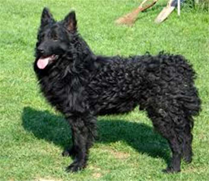 hrvatski ovčar.jpeg