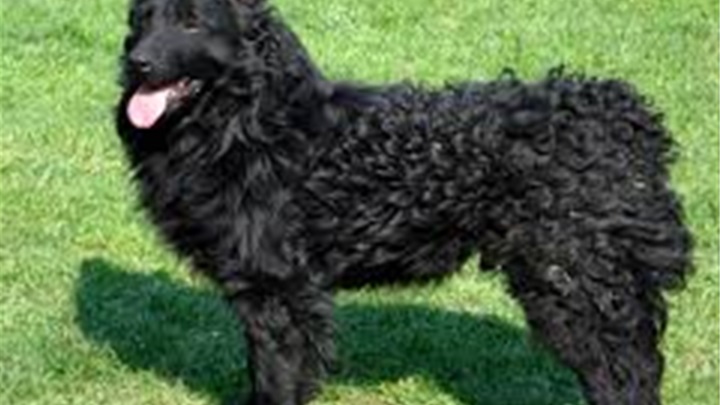 hrvatski ovčar.jpeg