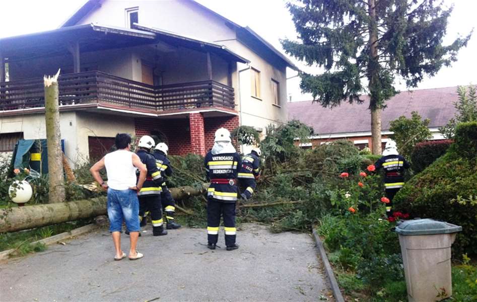 bedekovčina srušemo stablo.jpg