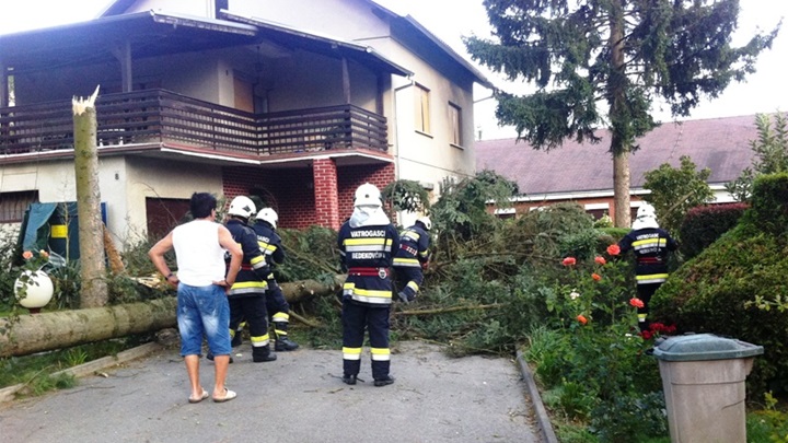 bedekovčina srušemo stablo.jpg