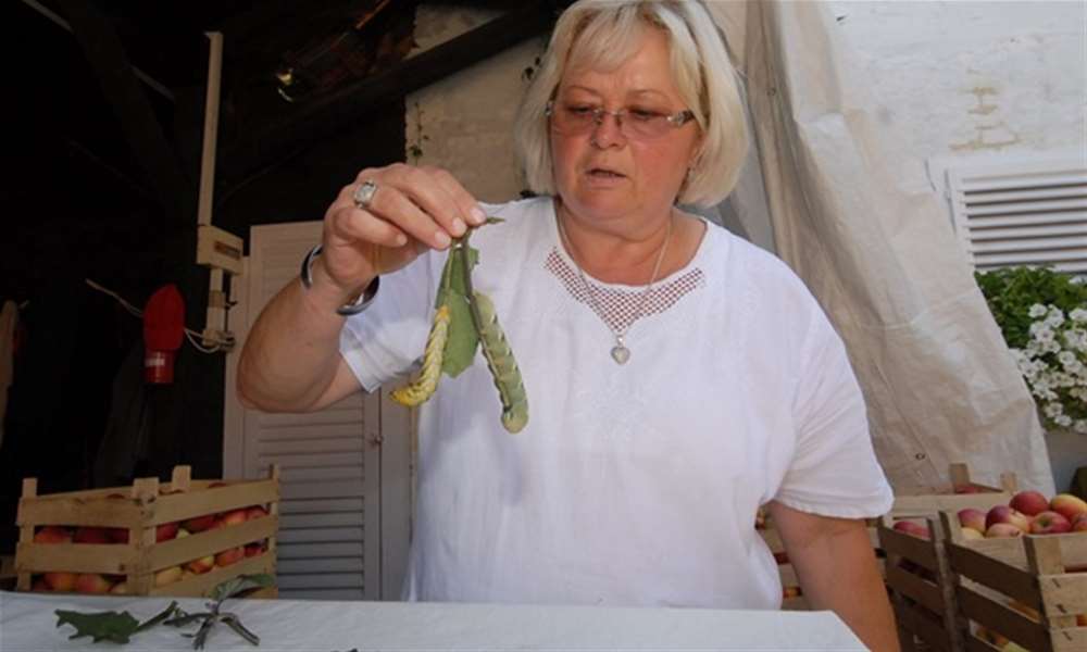 gusjenice vinograd.jpg