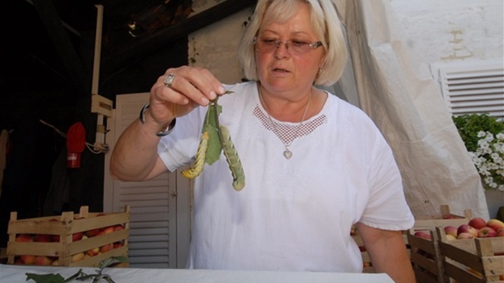 gusjenice vinograd.jpg